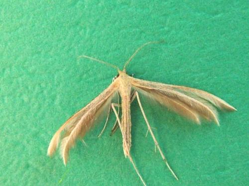 Réf. 282 907 : Merrifieldia sp.